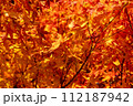 一面の紅葉 112187942