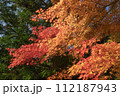 秋の青空に映える紅葉 112187943