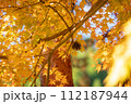 黄色に紅葉したもみじ 112187944