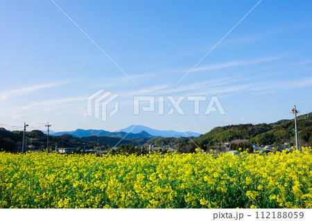 菜の花と紫尾山 112188059