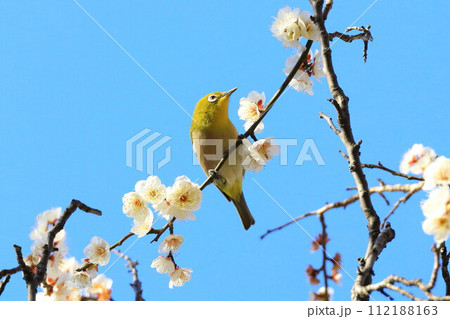 梅の花の蜜を吸うメジロ 112188163
