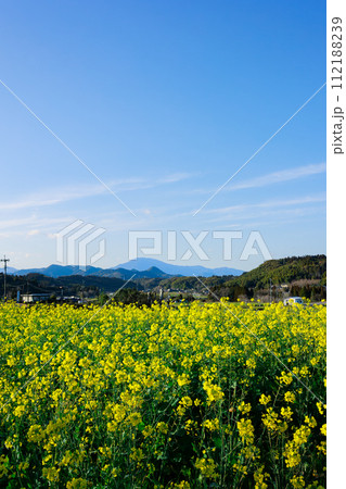 菜の花と紫尾山 菜の花と紫尾山 112188239