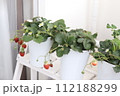 ベランダで栽培されているイチゴ（鉢植え） 112188299
