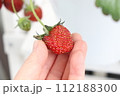 収穫前の赤いイチゴを持つ手のアップ 112188300