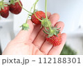 収穫前の複数の赤いイチゴを持つ手 112188301