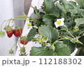 ベランダで栽培されているイチゴの花と実 112188302