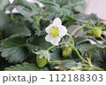 イチゴの花のアップとまだ緑色の実 112188303