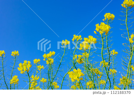 菜の花と青空 112188370