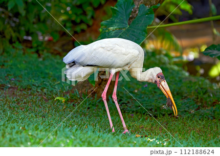 Milky Stork (Mycteria cinerea) surrounding, bird park 112188624