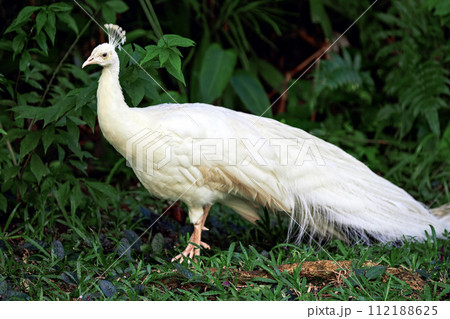 White peacock in nature surrounding White peacock in nature surrounding 112188625