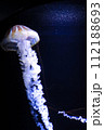 クラゲ 112188693