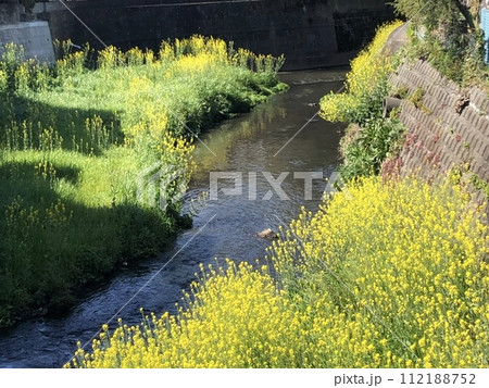 菜の花 菜の花 112188752