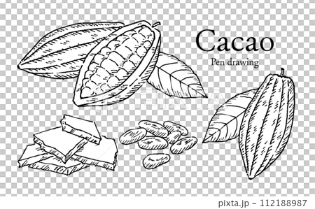 可可果可可豆巧克力筆繪圖 112188987