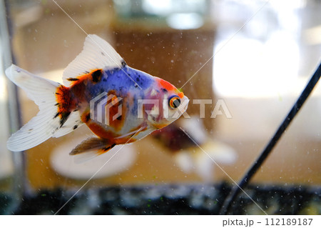 シュブンキン 112189187