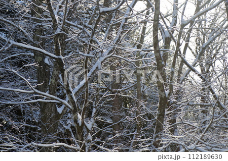 冬キャンプ場新雪の朝 112189630