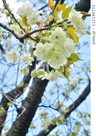 青空に満開に咲き誇る御衣黄桜 ~3:2バージョン 青空に満開に咲き誇る御衣黄桜 ~3:2バージョン 112190131