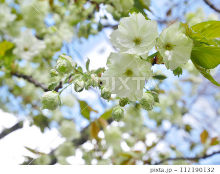 青空に満開に咲き誇る御衣黄桜 青空に満開に咲き誇る御衣黄桜 112190132
