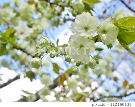 青空に満開に咲き誇る御衣黄桜 青空に満開に咲き誇る御衣黄桜 112190133