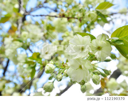 青空に満開に咲き誇る御衣黄桜 青空に満開に咲き誇る御衣黄桜 112190370