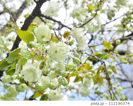 青空に満開に咲き誇る御衣黄桜 青空に満開に咲き誇る御衣黄桜 112190374