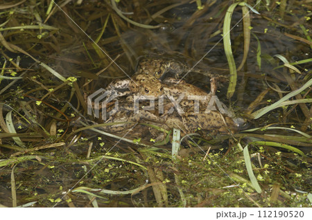Closeup on a ball of male European common toad, Bufo bufo busy fertilizing fresh laid eggs Closeup on a ball of male European common toad, Bufo bufo busy fertilizing fresh laid eggs 112190520