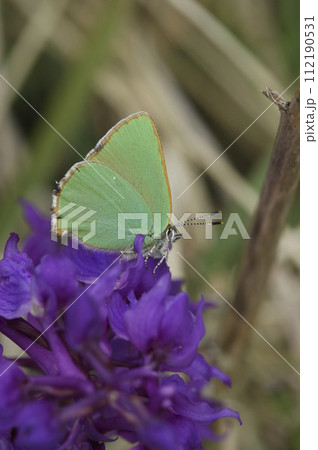 Natural closeup on the small green hairstreak butterfly, Callophrys rubi, sitting on a purple flower 112190531