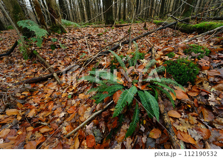 Closeup on a European hard fern, Blchnum spicant in the forest 112190532