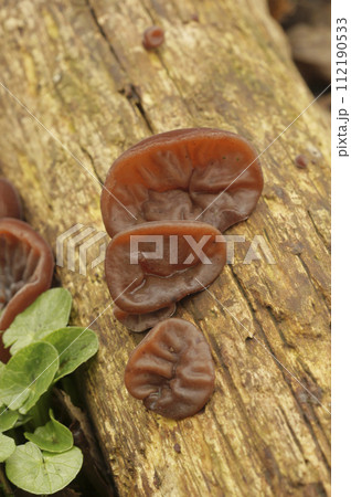 Vertical closeup on a Jelly ear mushrooms, Hirneola auricula-judae growing on a branch Vertical closeup on a Jelly ear mushrooms, Hirneola auricula-judae growing on a branch 112190533