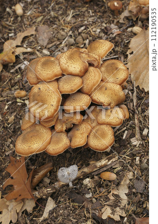 Vertical closeup on a brown cluser of edible honey fungus, Armillaria mellea in the forest 112190535