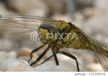 Closeup on a female Southern skimmer dragonfly, Orthetrum brunneum, sitting on white stones at the riverside Closeup on a female Southern skimmer dragonfly, Orthetrum brunneum, sitting on white stones at the riverside 112190538