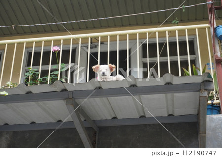 屋根の上からこちらを見ている子犬 屋根の上からこちらを見ている子犬 112190747