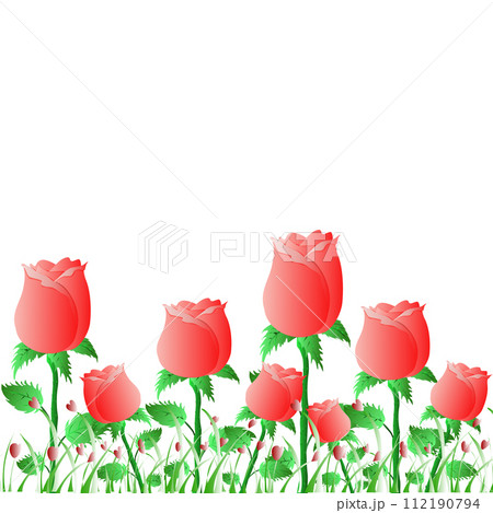 Garden of red roses on white background Garden of red roses on white background 112190794