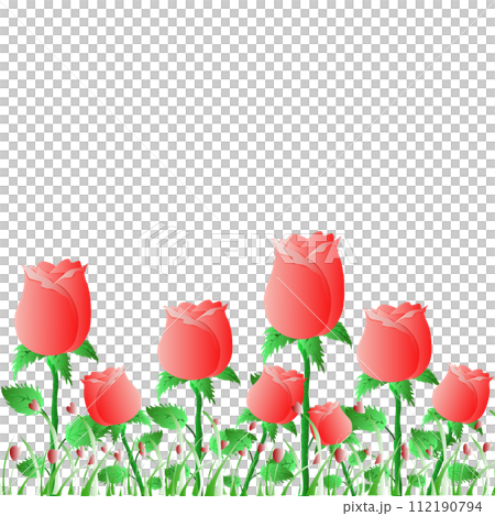 Garden of red roses on white background Garden of red roses on white background 112190794