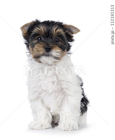 Biewer terrier pup on white background 112191313