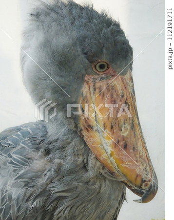 The Shoebill also known as Whalehead The Shoebill also known as Whalehead 112191711