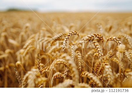 Golden wheat field. Growth nature harvest. Agriculture farm. 112191736