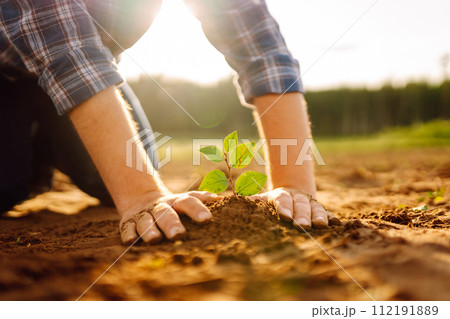 Hands of an experienced farmer plants and cares for new sprout in field. Gardening concept, ecology. Hands of an experienced farmer plants and cares for new sprout in field. Gardening concept, ecology. 112191889