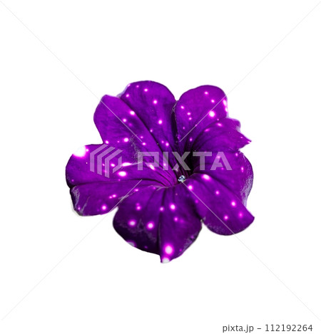 A purple flower with white petals and a white center. The flower is surrounded by stars, giving it a dreamy and ethereal appearance. A purple flower with white petals and a white center. The flower is surrounded by stars, giving it a dreamy and ethereal appearance. 112192264