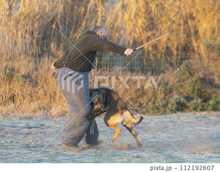 training of belgian shepherd 112192607