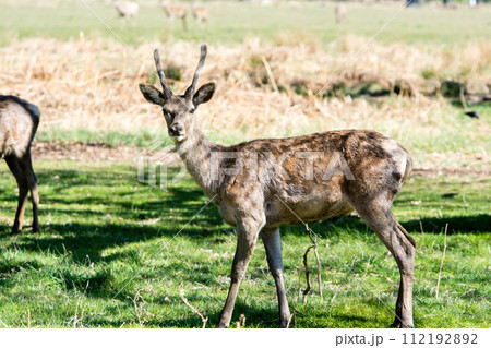 枝木と新芽が出始めた大木に囲まれた広い芝生でたたずむ鹿　ロンドン郊外のリッチモンドパークにて 112192892
