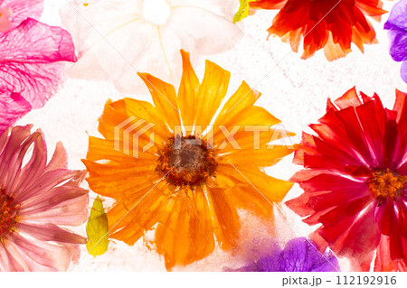 Background of frozen flowers in ice 112192916