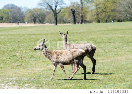 枝木と新芽が出始めた大木に囲まれた広い公園の中を散歩する鹿　ロンドン郊外のリッチモンドパークにて 112193332