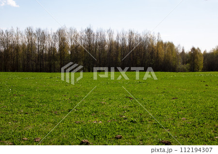 Bright green field and blue sky closeup Bright green field and blue sky closeup 112194307