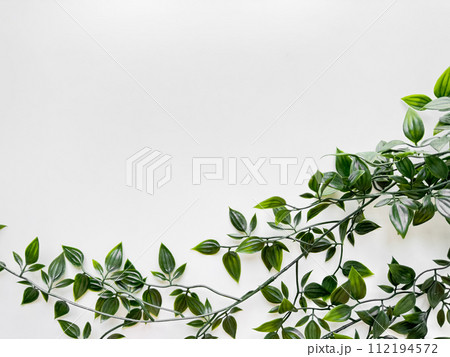 Green variegated leaves of wandering jew plant extending into the frame from the top right corner on clean white background with copy space. Top view. Green variegated leaves of wandering jew plant extending into the frame from the top right corner on clean white background with copy space. Top view. 112194572