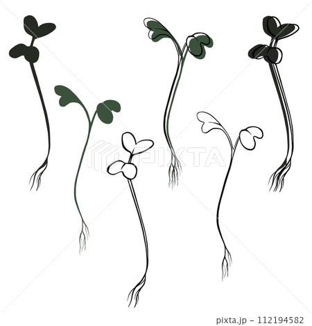 Mustard cress microgreens vector hand drawn illustration. Contour and green plant. Sprouts of mustard cress plant. Set for menu, logo, packaging of proper nutrition, microelements, healthy lifestyle Mustard cress microgreens vector hand drawn illustration. Contour and green plant. Sprouts of mustard cress plant. Set for menu, logo, packaging of proper nutrition, microelements, healthy lifestyle 112194582