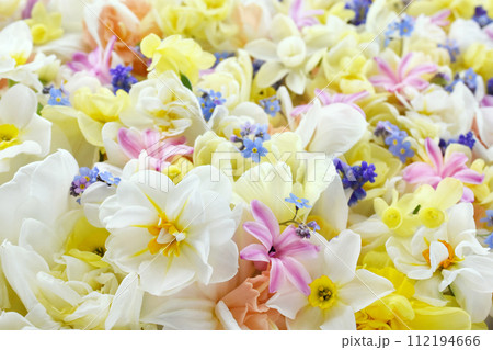 Blossoming white and light yellow daffodils, pink hyacinths and spring flowers festive background, bright springtime bouquet floral card, selective focus, shallow DOF	 112194666