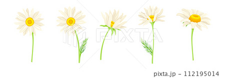 Chamomile Flower on Green Stem with Leaf Vector Set Chamomile Flower on Green Stem with Leaf Vector Set 112195014