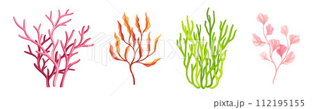 Corals and Seaweed Underwater Flora and Sea Plant Vector Set Corals and Seaweed Underwater Flora and Sea Plant Vector Set 112195155