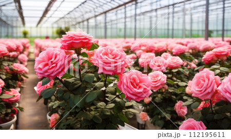 Flowers Roses in a greenhouse, modern business and private entrepreneurship, a gift for a holiday. Pink 112195611