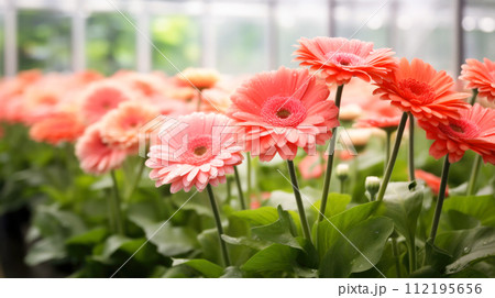 Flowers gerbera in a greenhouse, modern business and private entrepreneurship, a gift for a holiday. 112195656